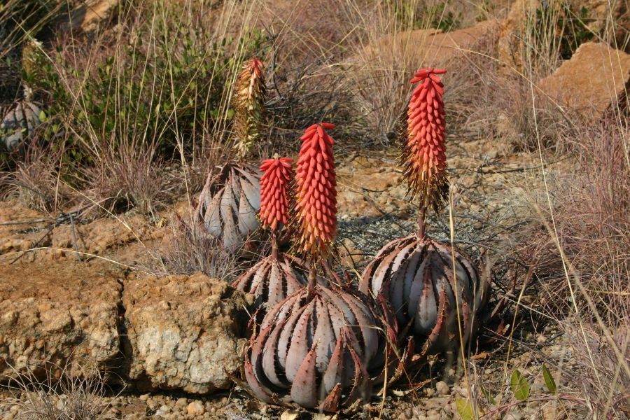 AfriCamps at Milorho, Fauna and Flora