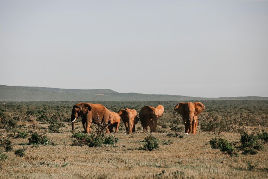 AfriCamps at Milorho Magaliesberg 